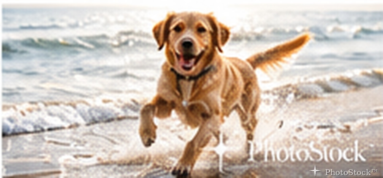 Golden retriever running on a beach